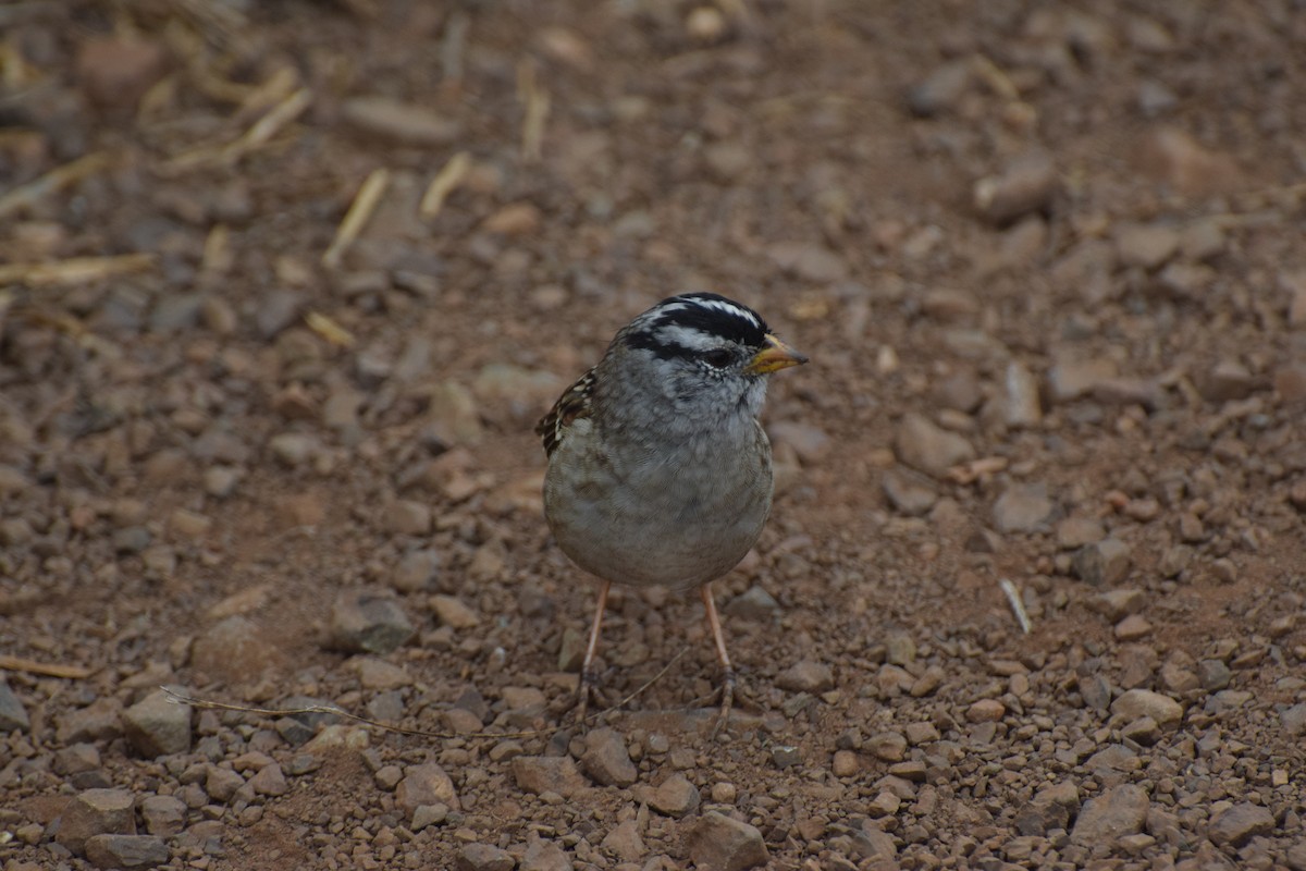 White-crowned Sparrow - Sean Lewis