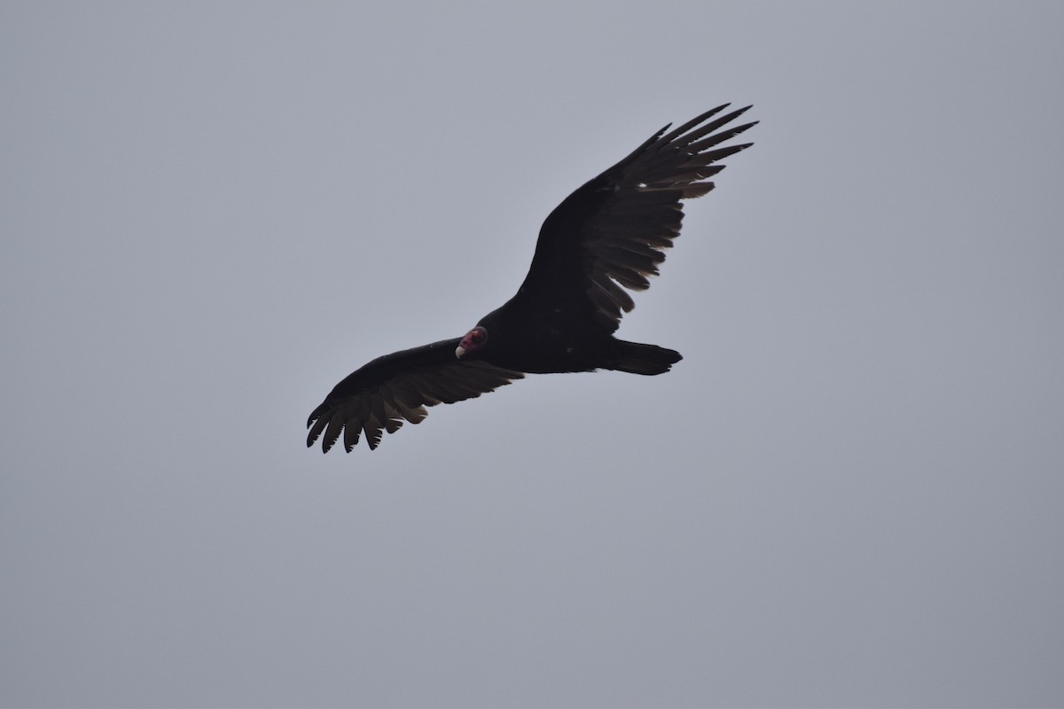 Turkey Vulture - Sean Lewis