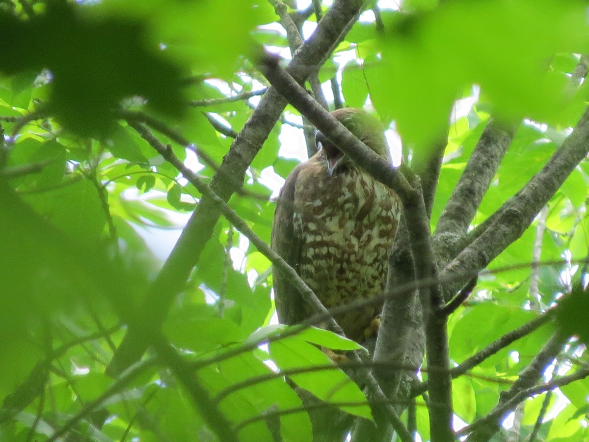 Broad-winged Hawk - ML129876421