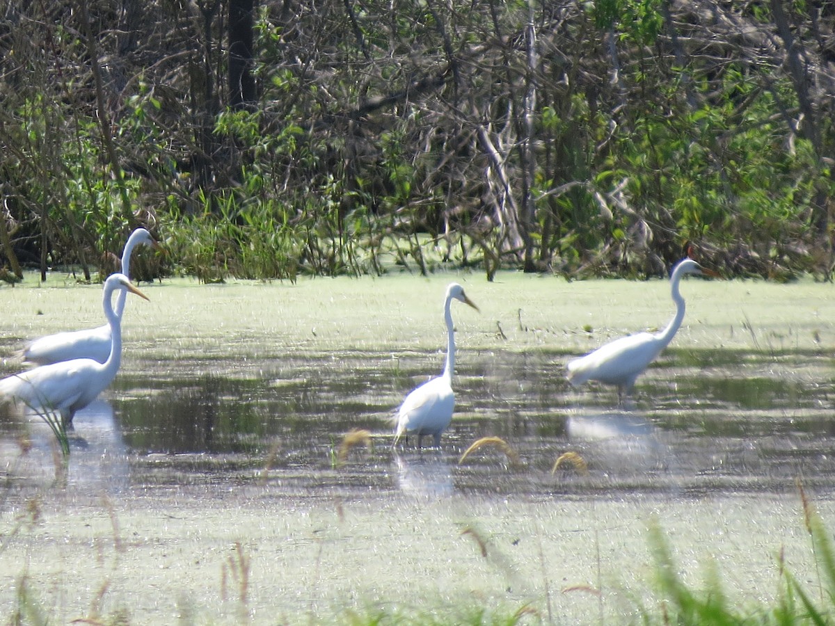 Great Egret - ML129876751