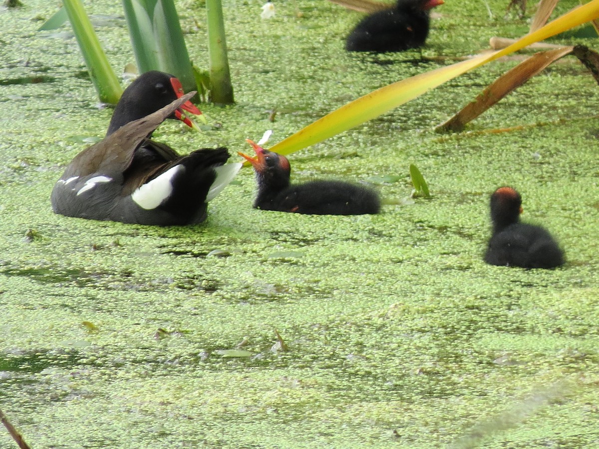 Gallinule d'Amérique - ML129876921