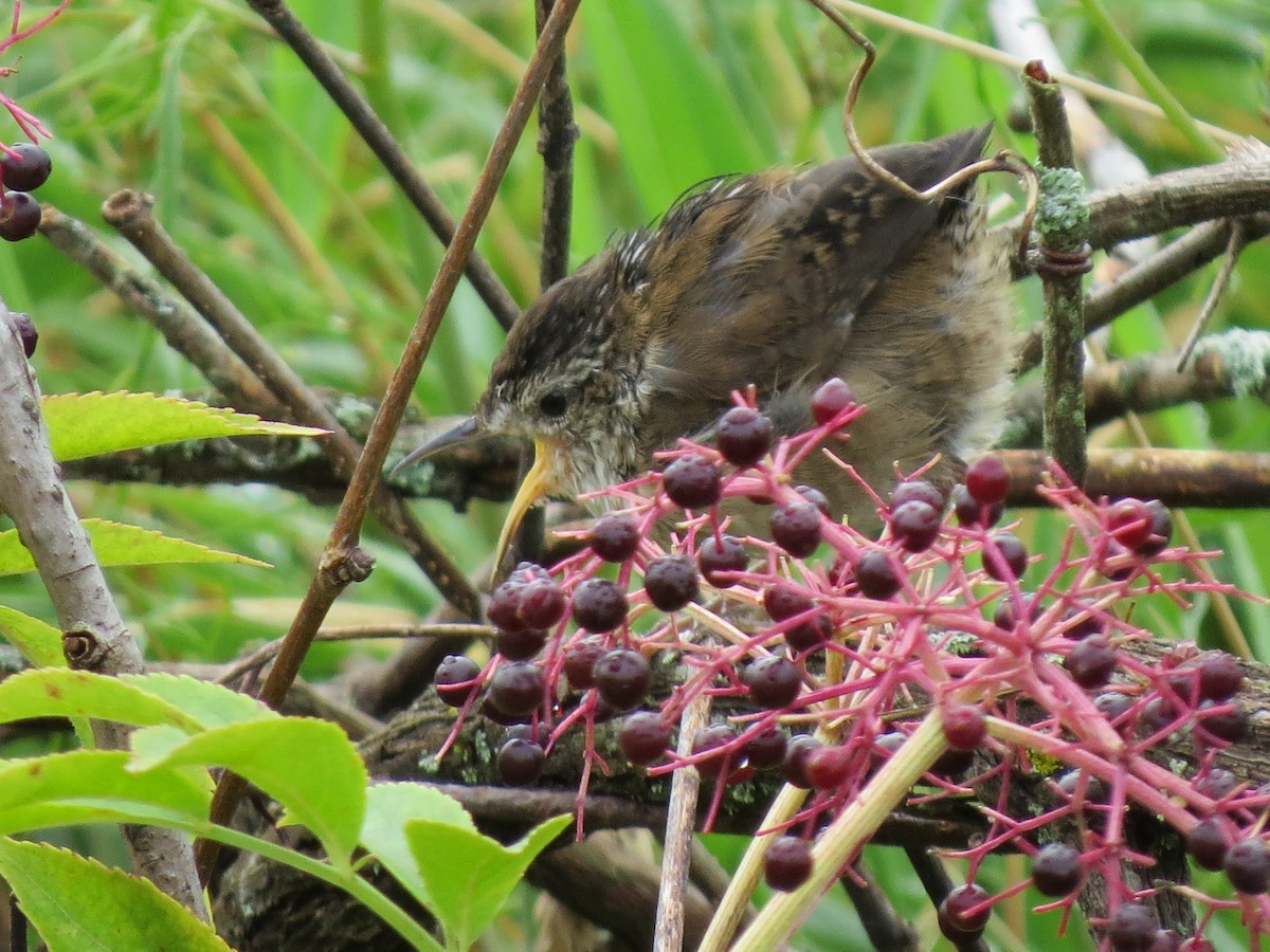 Marsh Wren - Tom Wheatley