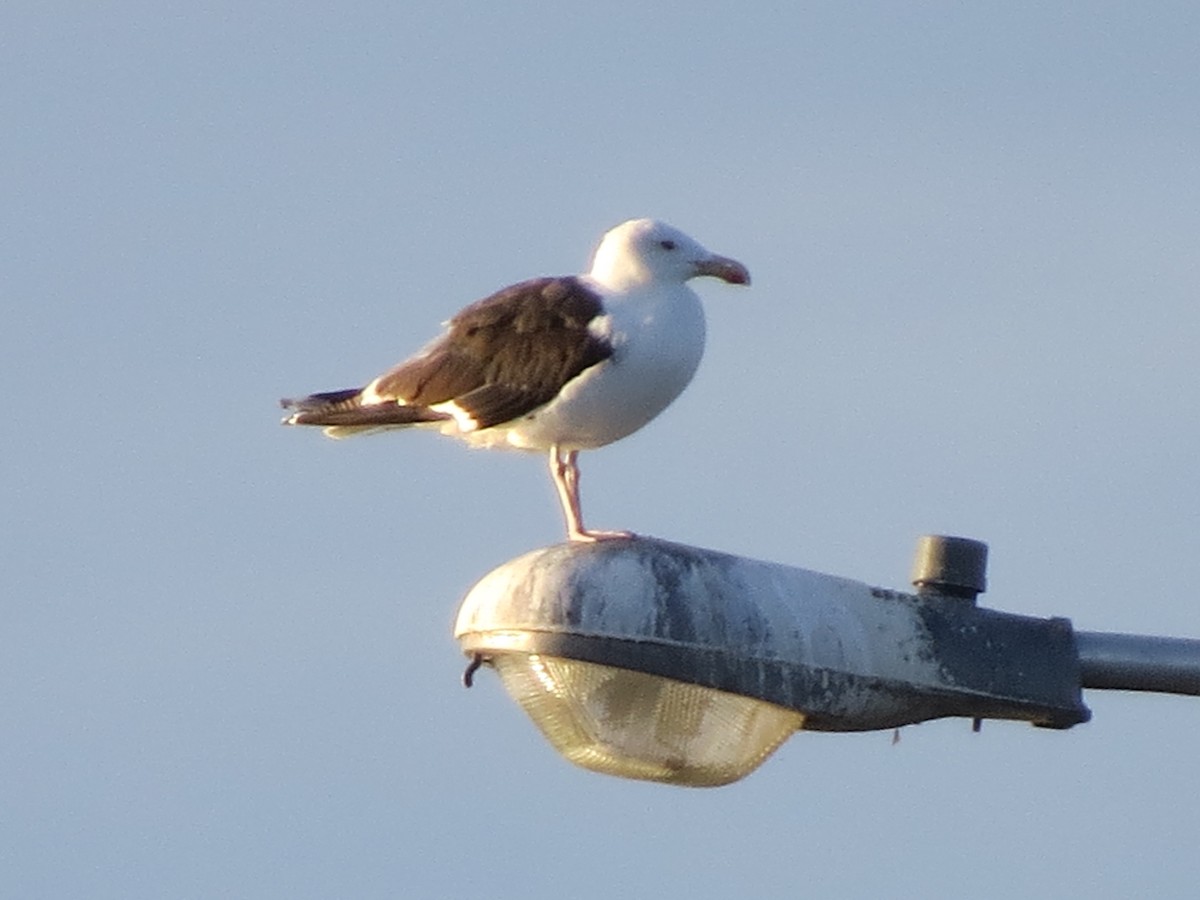 Great Black-backed Gull - ML129877361