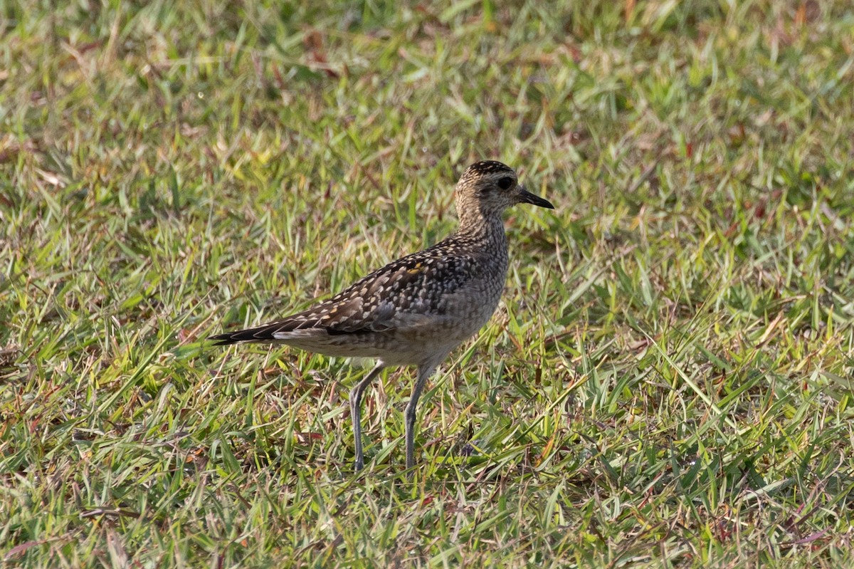 Chorlito Dorado Siberiano - ML129877371