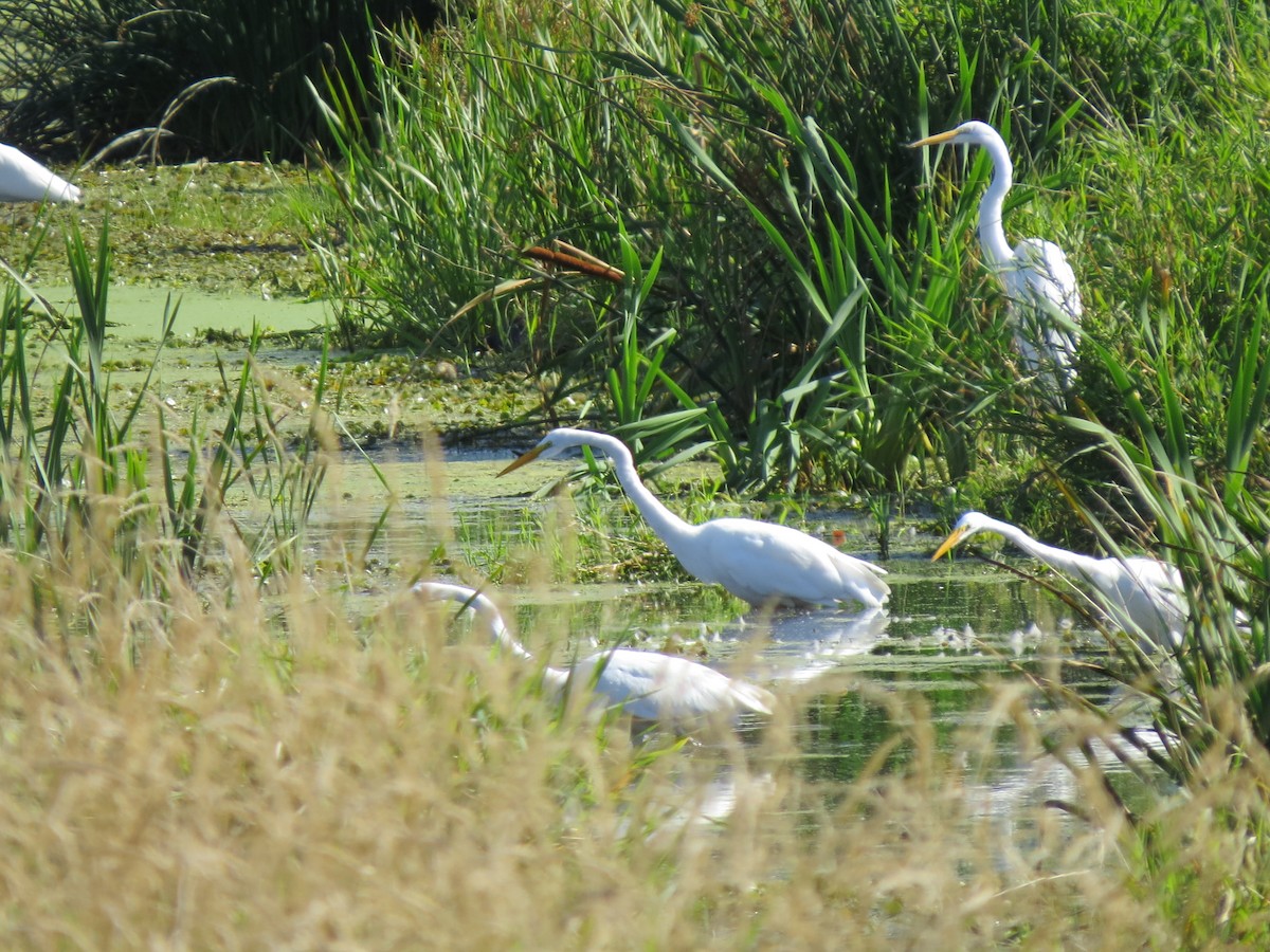 Great Egret - ML129877401