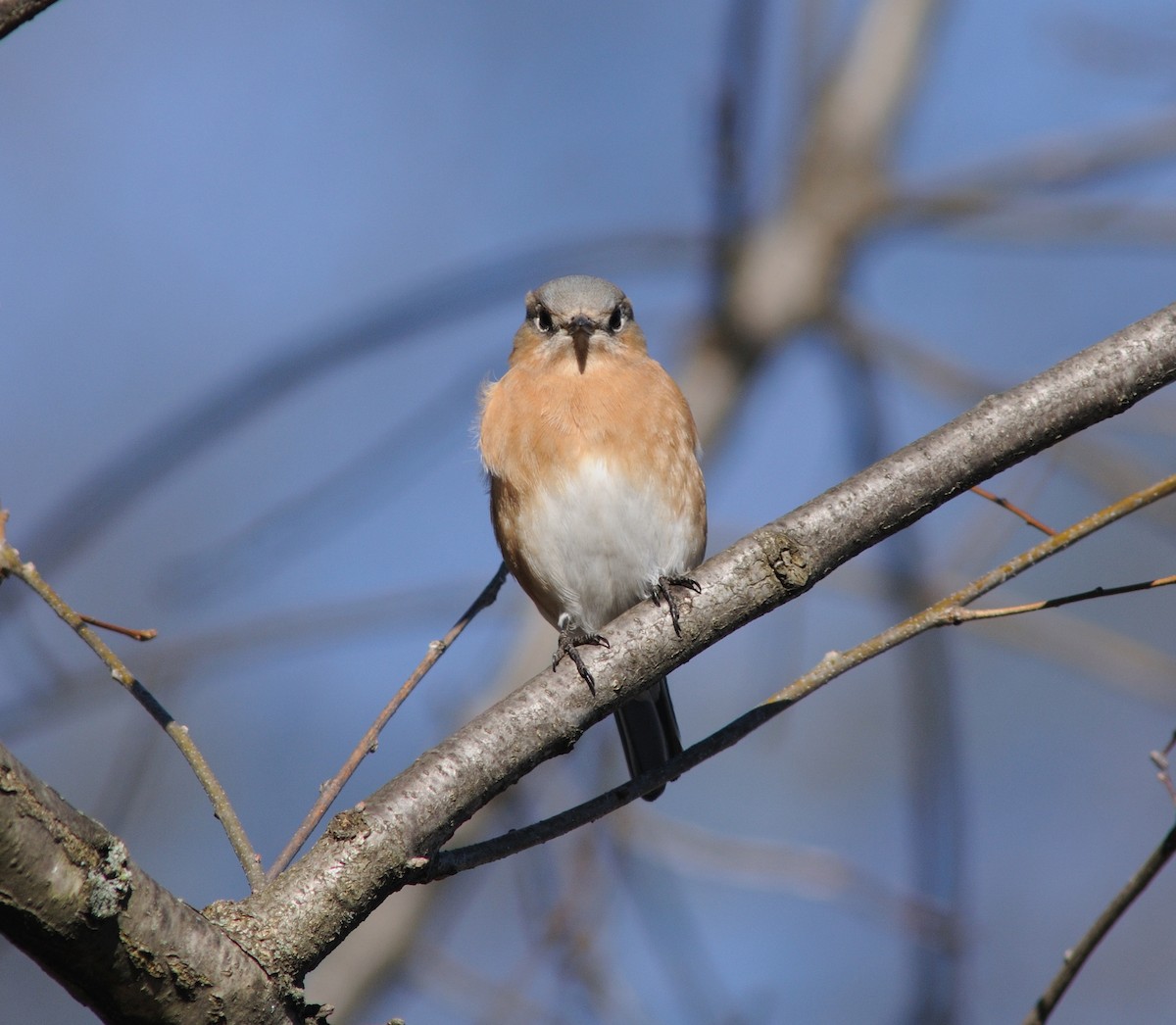 Eastern Bluebird - ML129878011