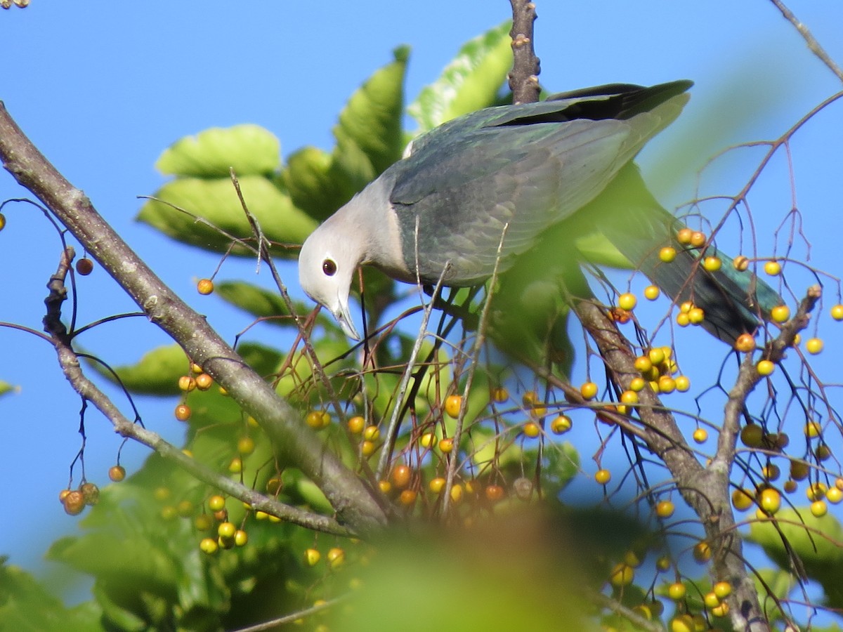 Green Imperial-Pigeon - ML129878391