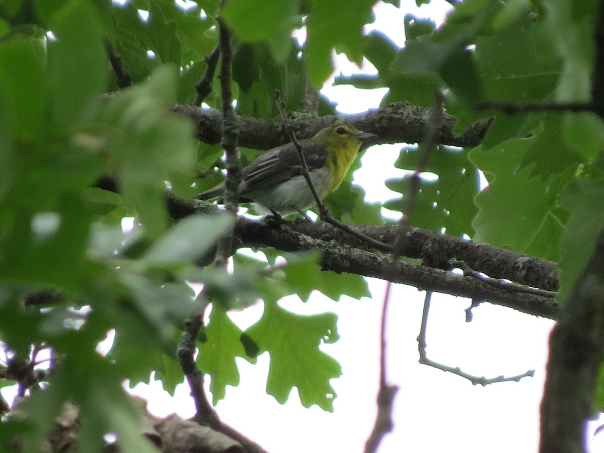 Vireo Gorjiamarillo - ML129880521