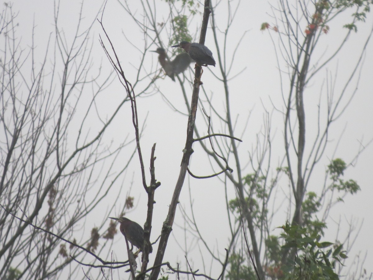 Green Heron - ML129881031