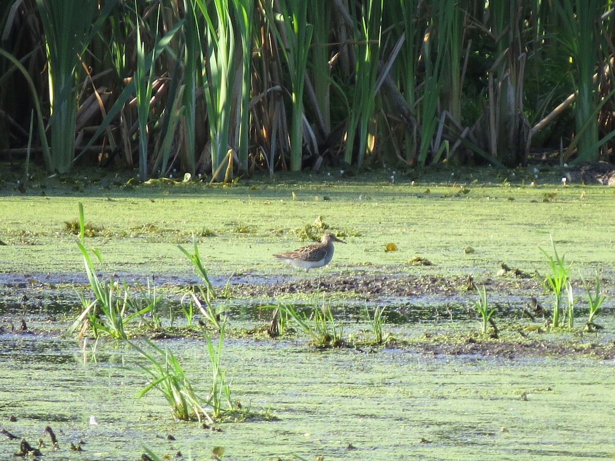 Pectoral Sandpiper - Tom Wheatley