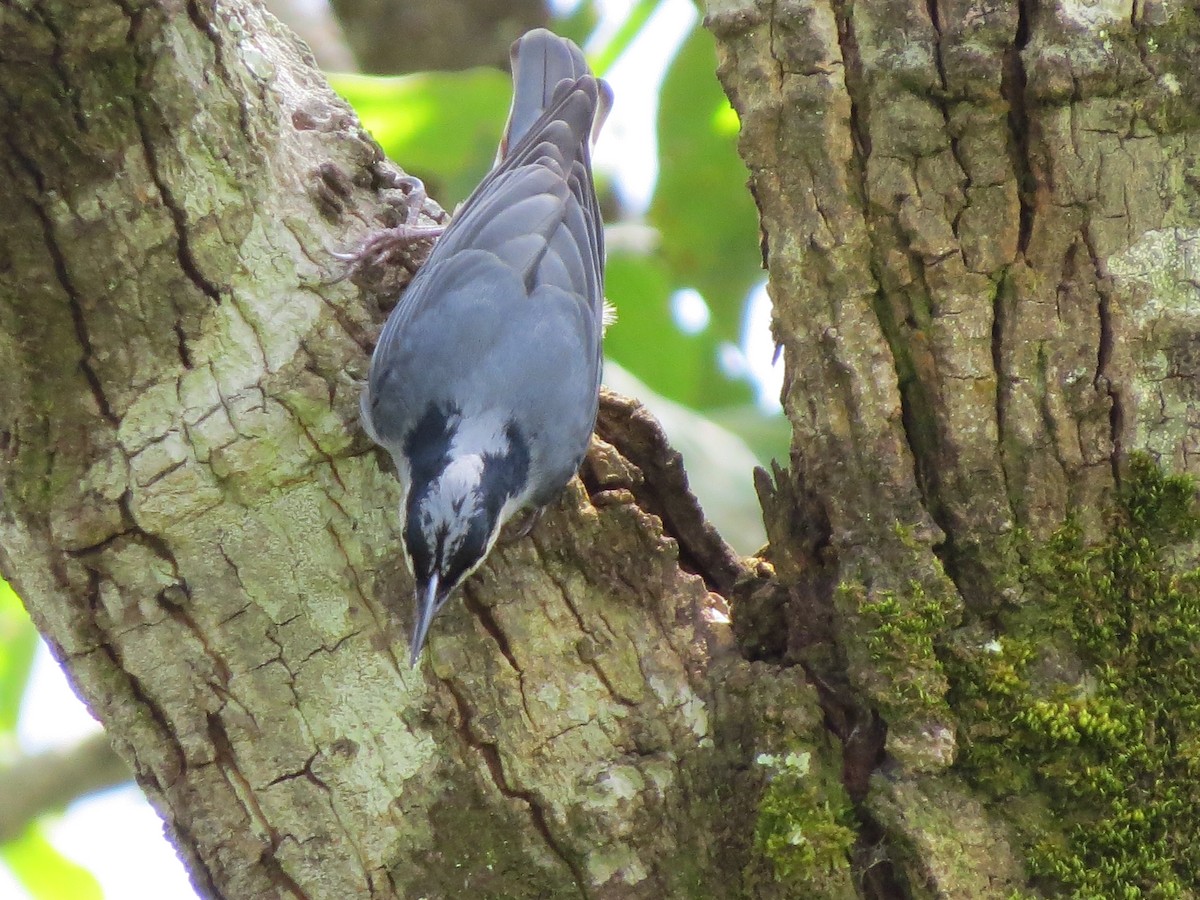 Giant Nuthatch - Tom Wheatley