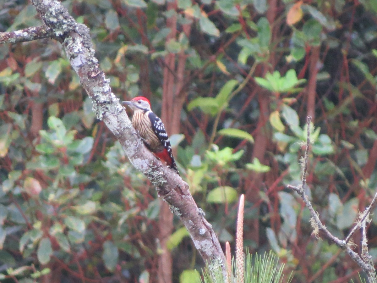 Stripe-breasted Woodpecker - Tom Wheatley