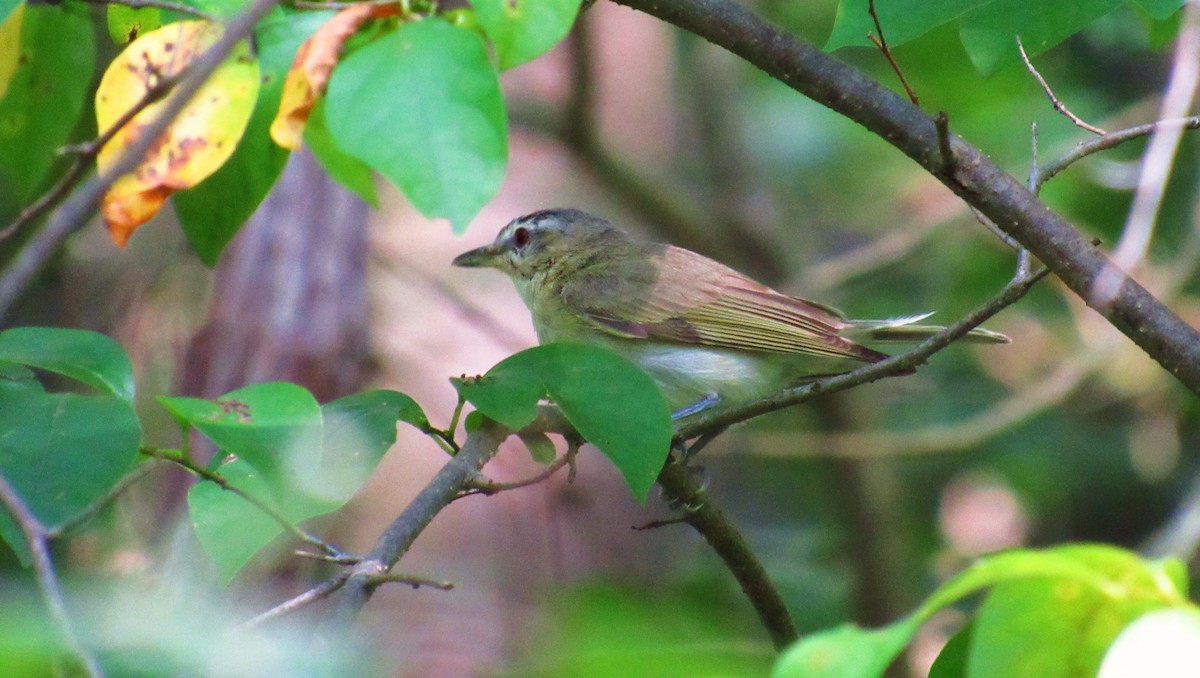 Red-eyed Vireo - Eric Walther