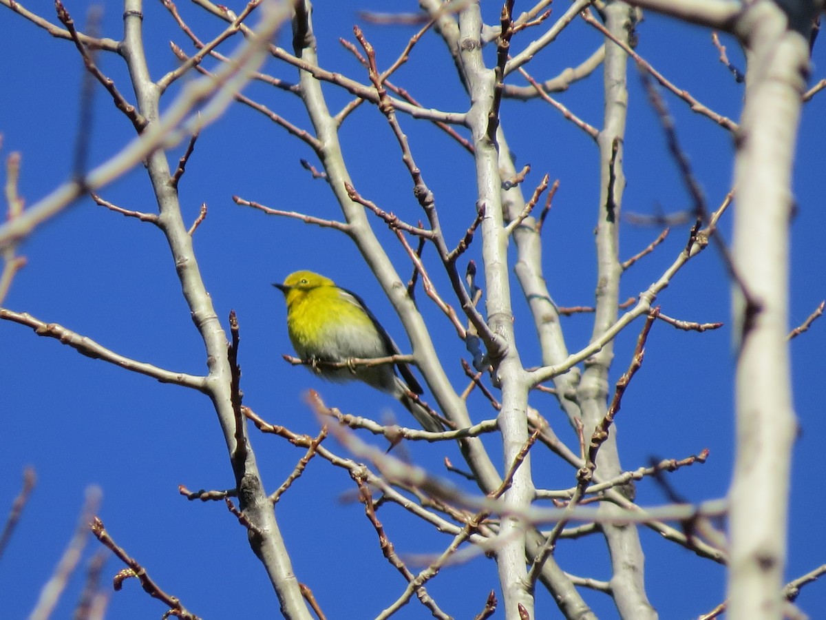 Pine Warbler - ML129886541