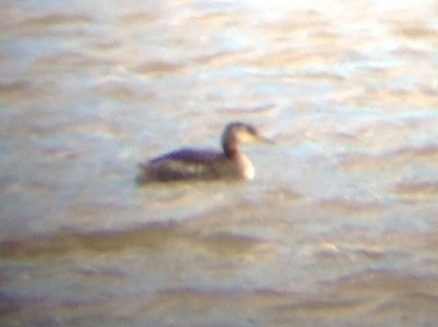Red-necked Grebe - ML129888961