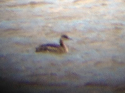 Red-necked Grebe - ML129888971