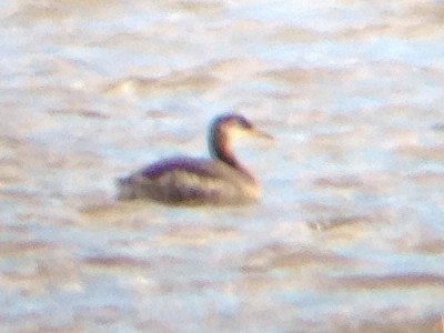 Red-necked Grebe - ML129888981