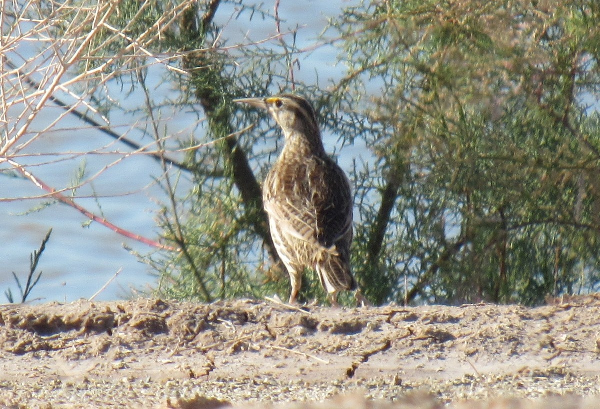 Western Meadowlark - ML129889891