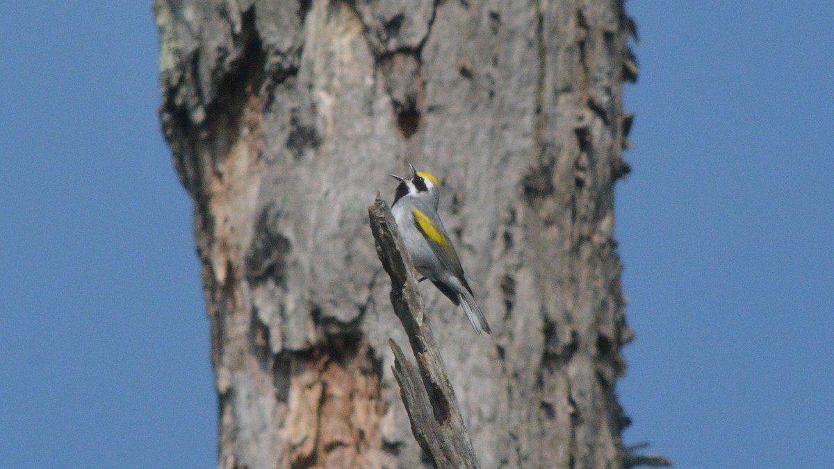 Goldflügel-Waldsänger - ML129892401