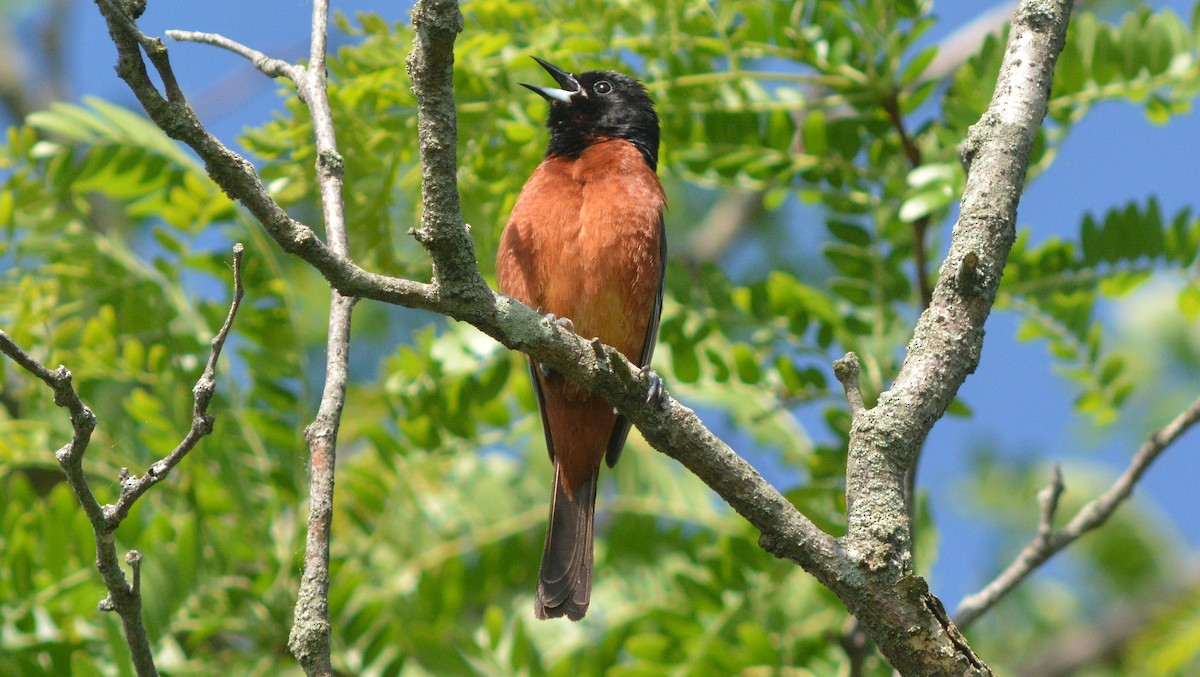 Orchard Oriole - ML129892531