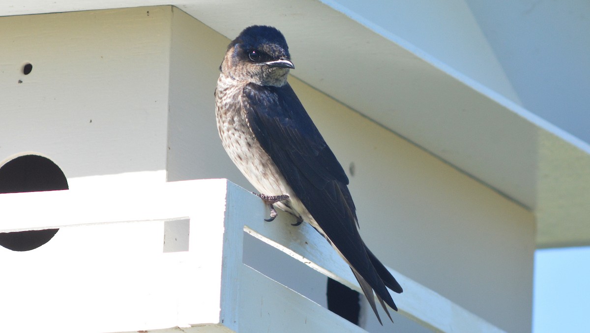 Purple Martin - ML129892551