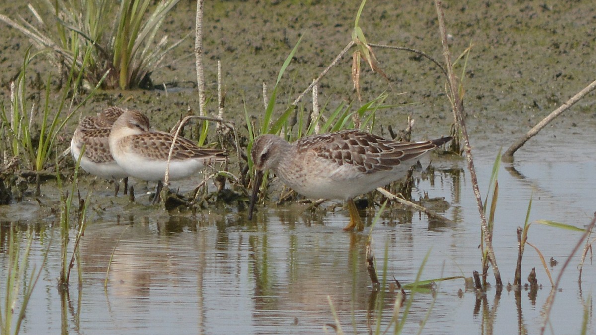 Stilt Sandpiper - ML129894961