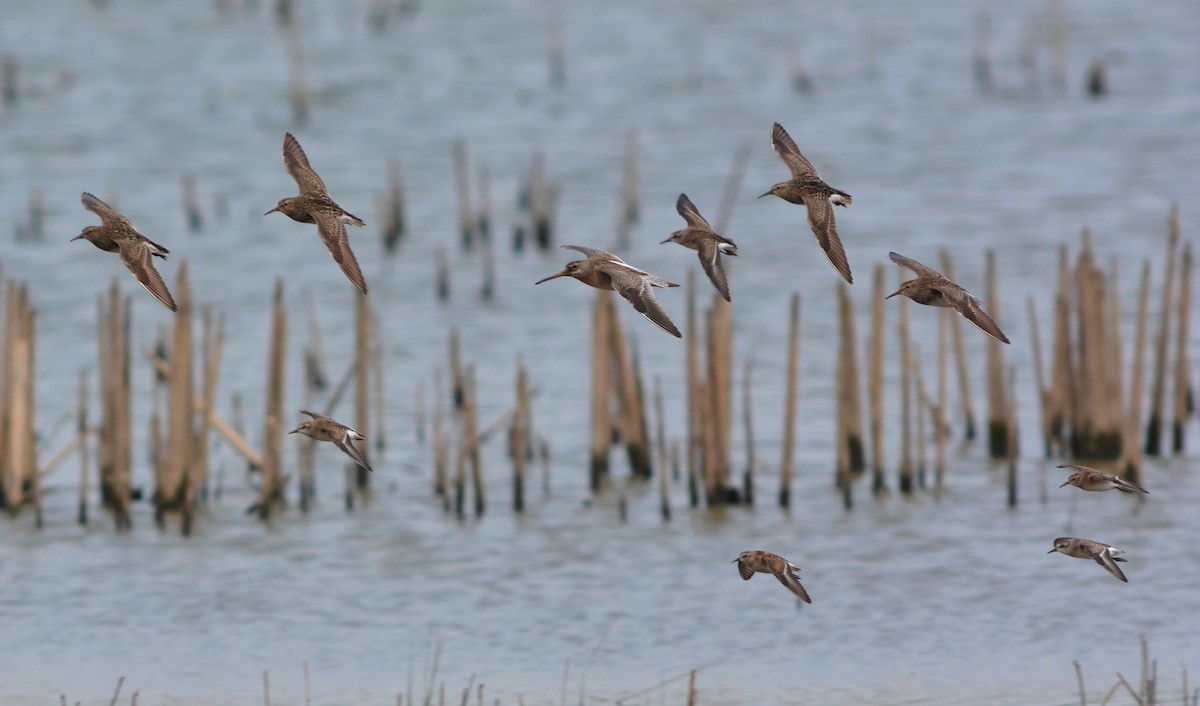 Pectoral Sandpiper - ML129894971