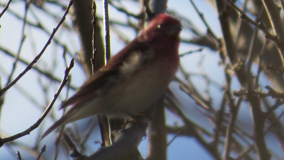 Purple Finch - Carl Winstead