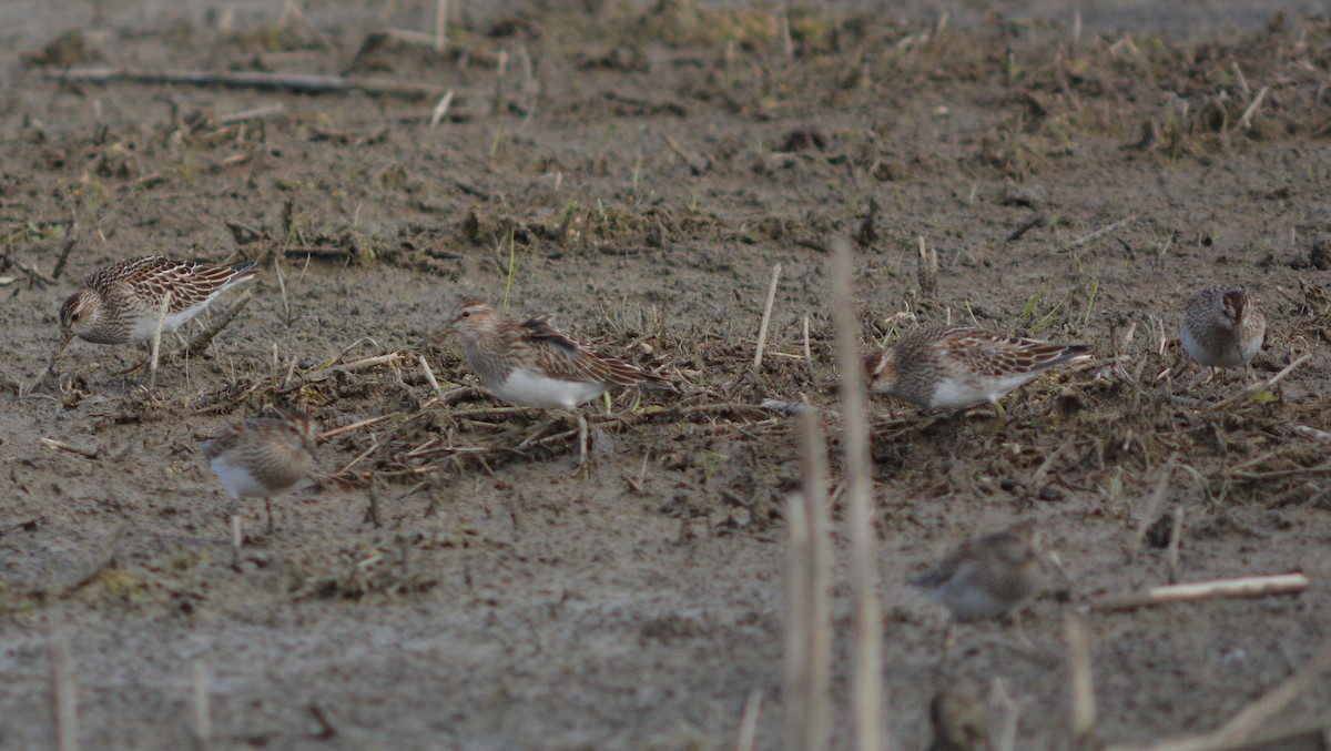 Pectoral Sandpiper - Carl Winstead