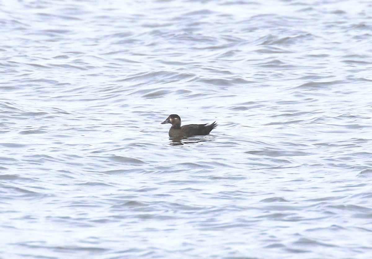 White-winged Scoter - ML129896361