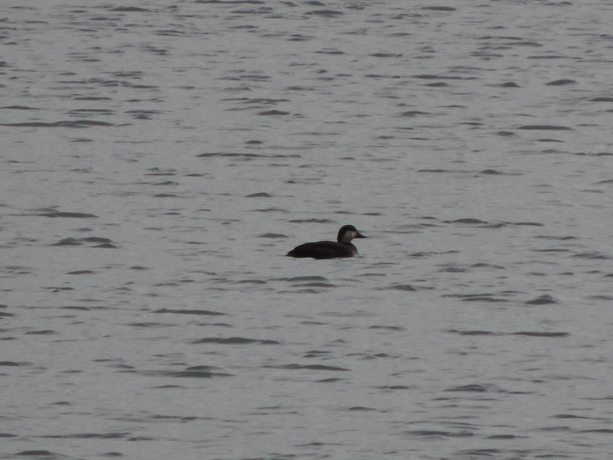 Black Scoter - ML129900811