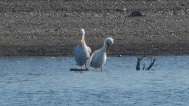 American White Pelican - ML129901011