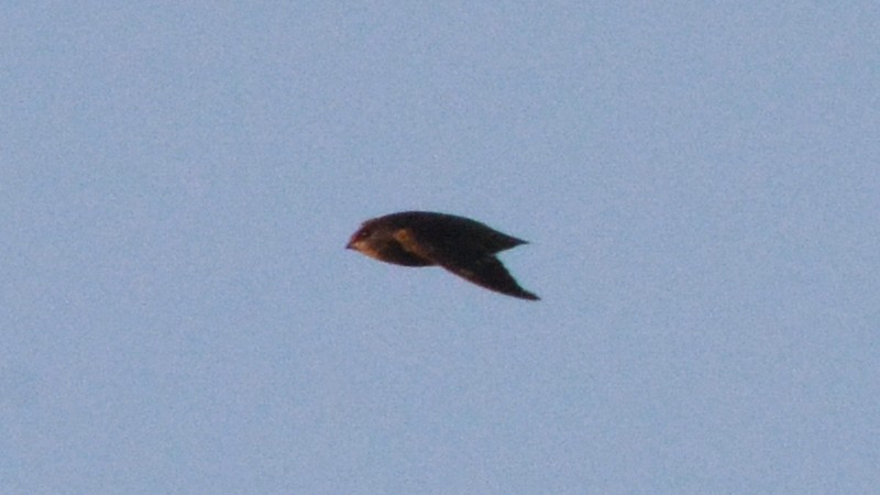 Chimney Swift - ML129902041