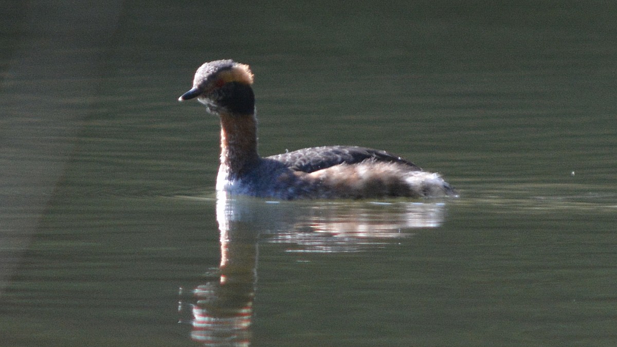 Horned Grebe - Carl Winstead