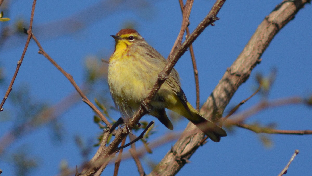 Palm Warbler - ML129902301