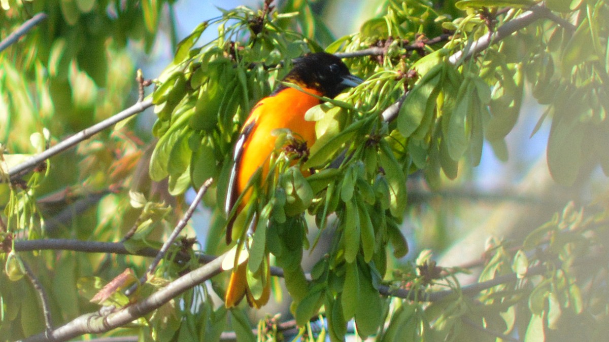 Baltimore Oriole - ML129902311