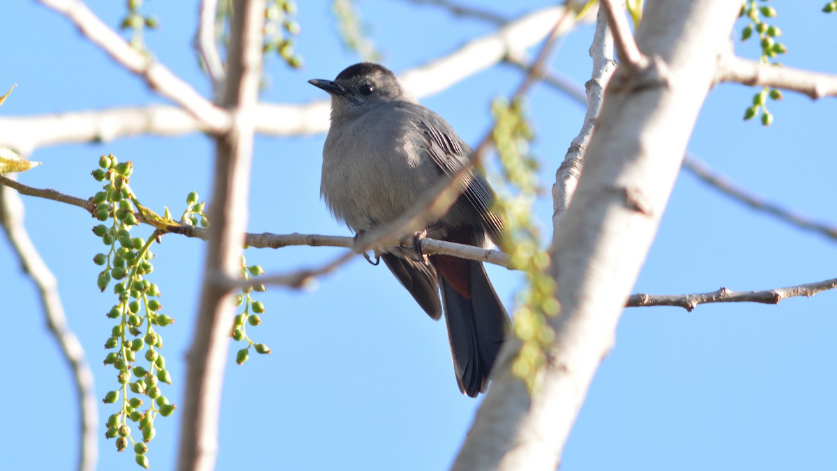 Gray Catbird - ML129902341