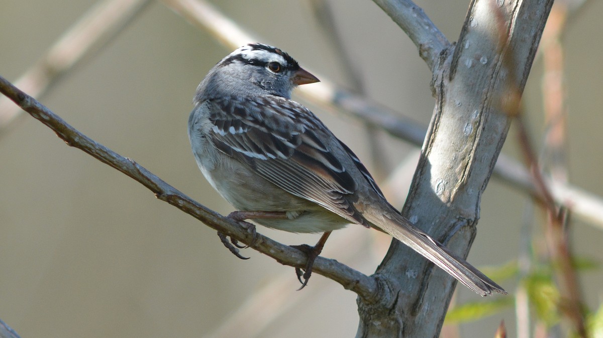 White-crowned Sparrow - ML129902391