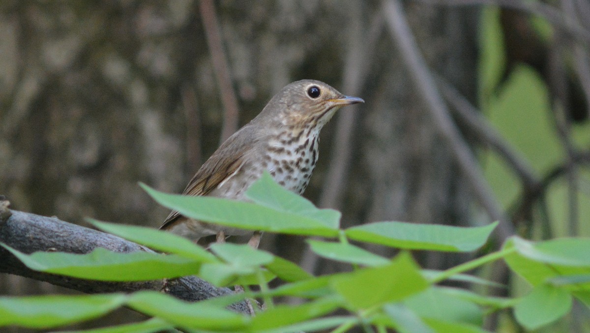 Swainson's Thrush - ML129902721