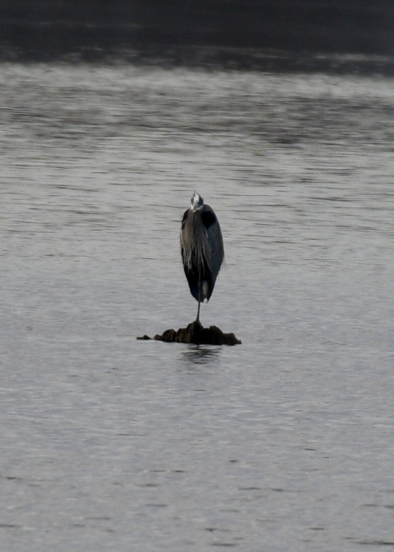 Great Blue Heron - Joe Wujcik