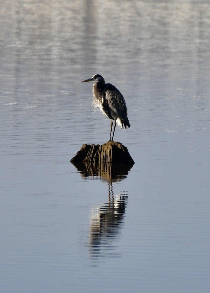 Great Blue Heron - ML129903421