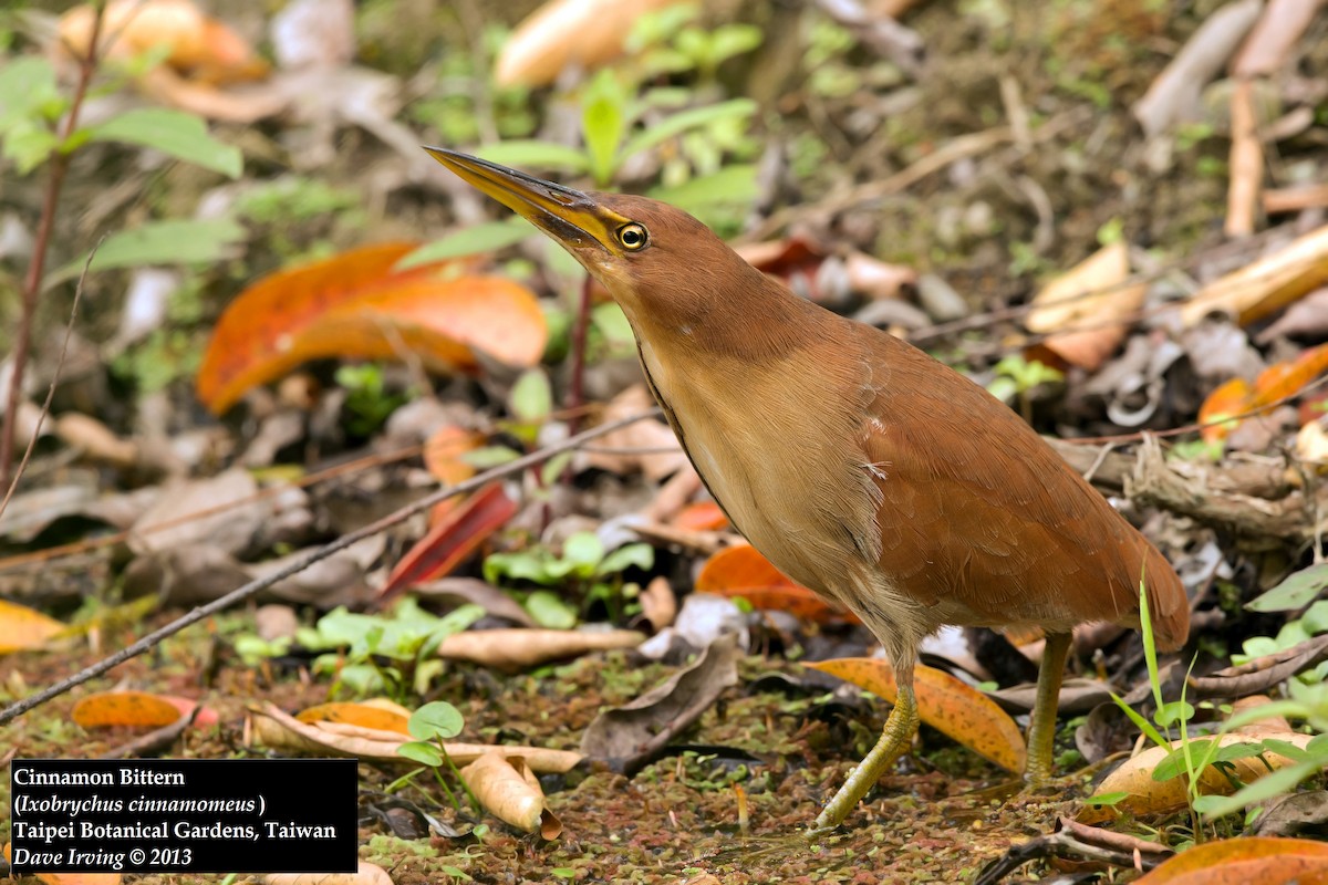 Cinnamon Bittern - ML129903621