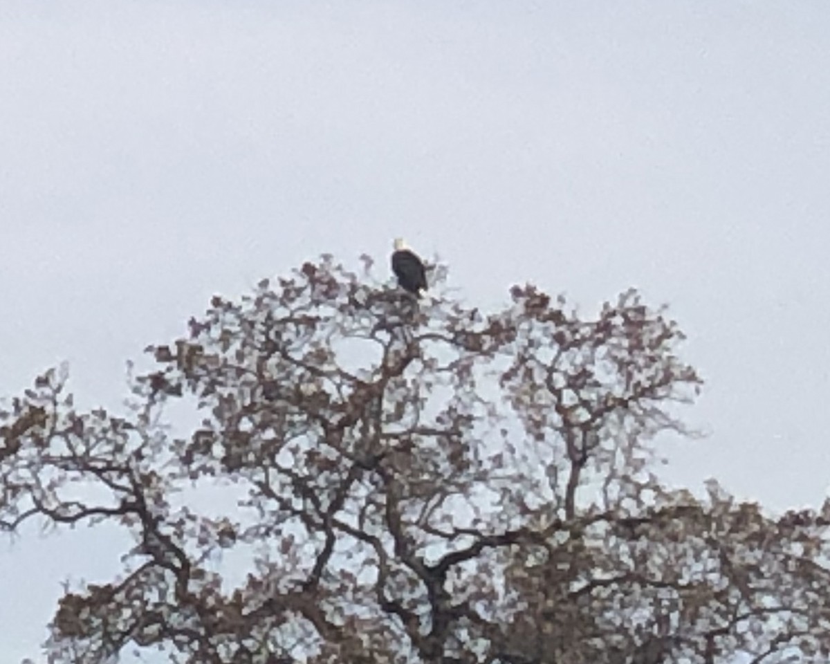 Bald Eagle - ML129906531