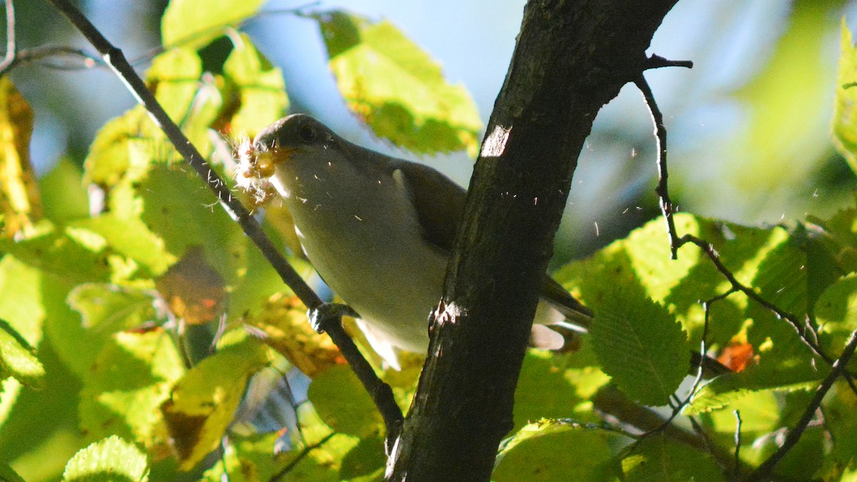 Yellow-billed Cuckoo - ML129907461