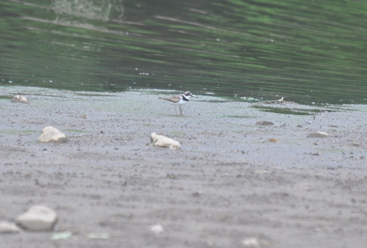 Semipalmated Plover - ML129908371