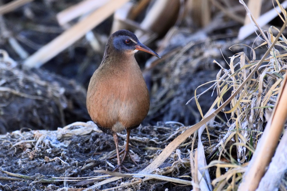 Virginia Rail - David de Rivera Tønnessen