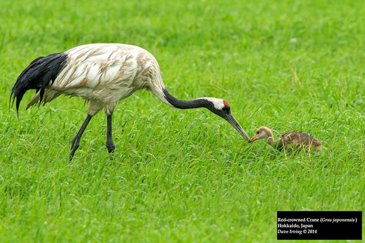 Red-crowned Crane - ML129914281