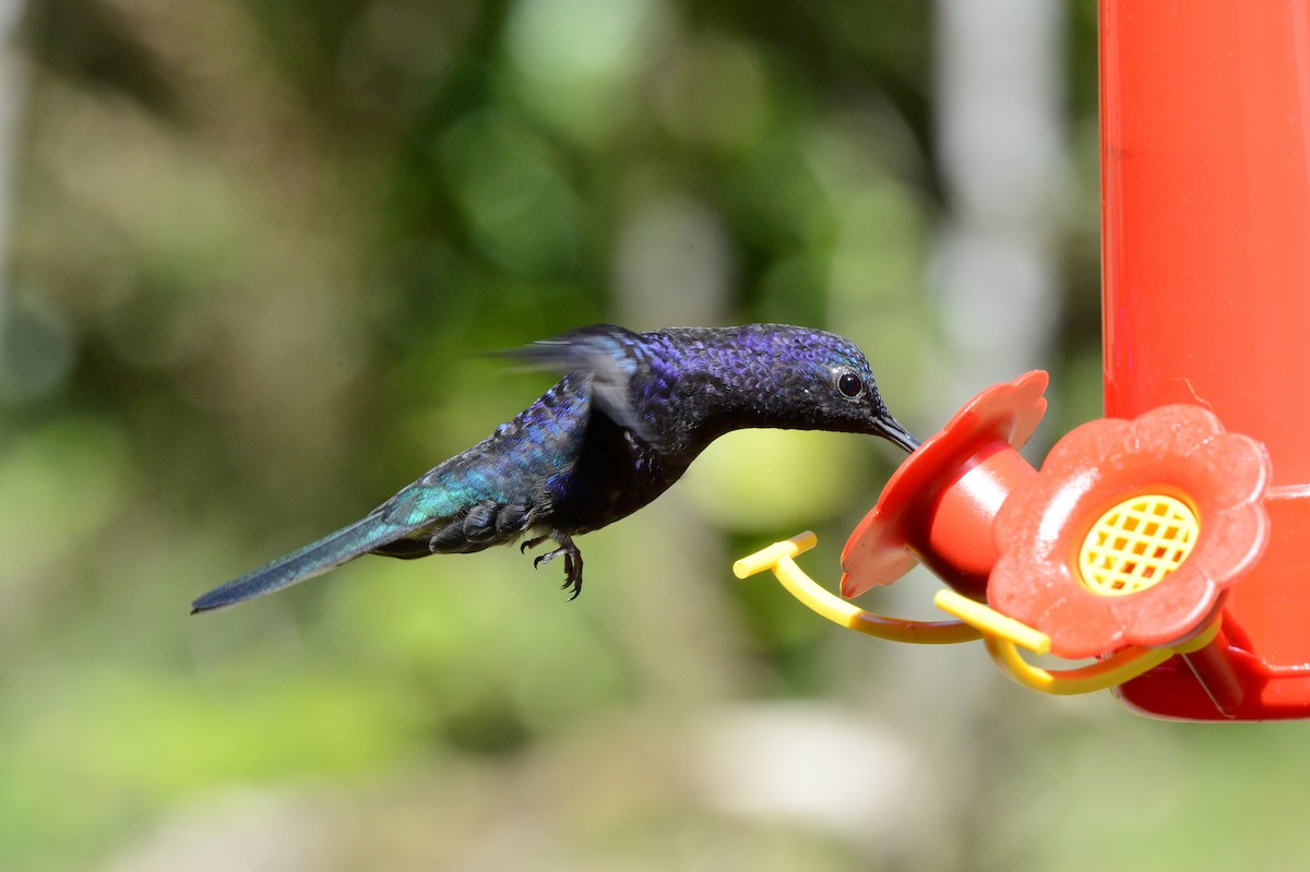 Colibrí Morado - ML129917511