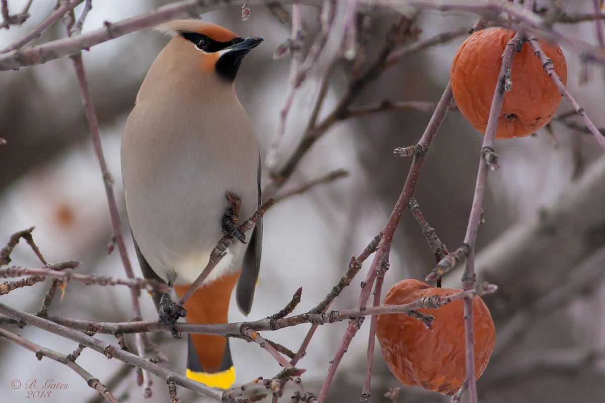 Bohemian Waxwing - Bruce Gates