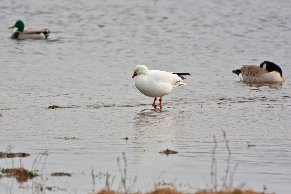 Ross's Goose - ML129919221